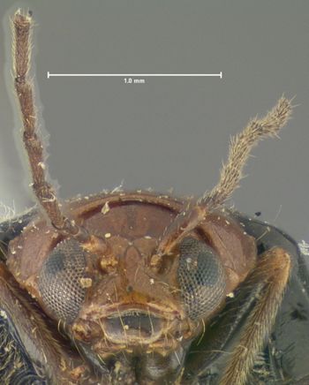 Media type: image; Entomology 18442   Aspect: head frontal view